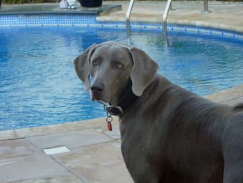 Handsome Miles by the pool...
