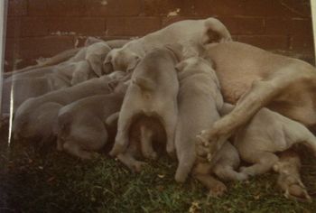 Callie & puppies sired by Ch Lindridge Wee Jasper ~ October 1988...
