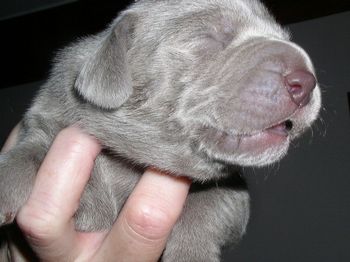 Piper x Bronson puppy - May 2002...
