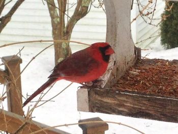The feeder outside our kitchen window has been hosting starlings and chickadees. Today, we had a pair of cardinals visit us...
