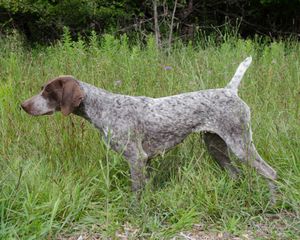 CH. UKC CH Steinhoff's Whats your Game CGC. NTD. Spirit is also Field Trial Pointed. Pull up her page and look.