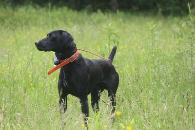 Wolf Plain Brooks Bad Bad Leroy Brown. Leroy is field trial pointed. Solid black, his dam was the #1 open gun dog of 2011, her sire is the 2005 amateur dog in the country. Raven s mom, , is the first black FC,AFC . She is the 2015 FT dam of the year ,2018 dam of the year
