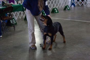 Caela Von Brennan at her first show. Red Bluff fun match she did great, won her class, best of breed, and third in group
