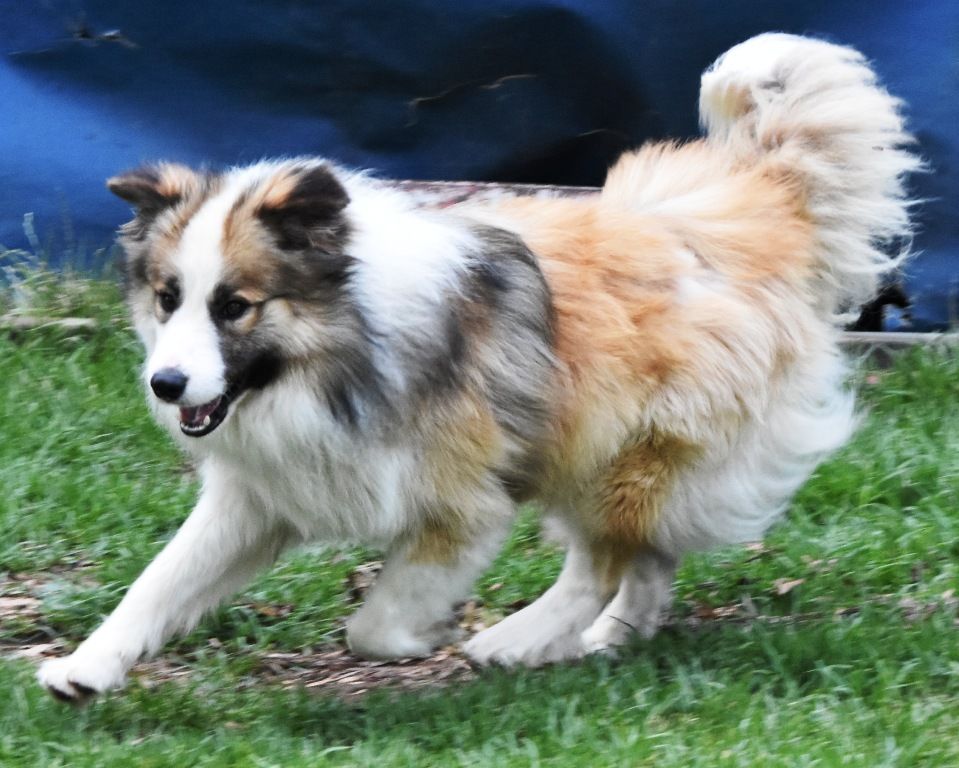 Duszah Border Collies - Mack