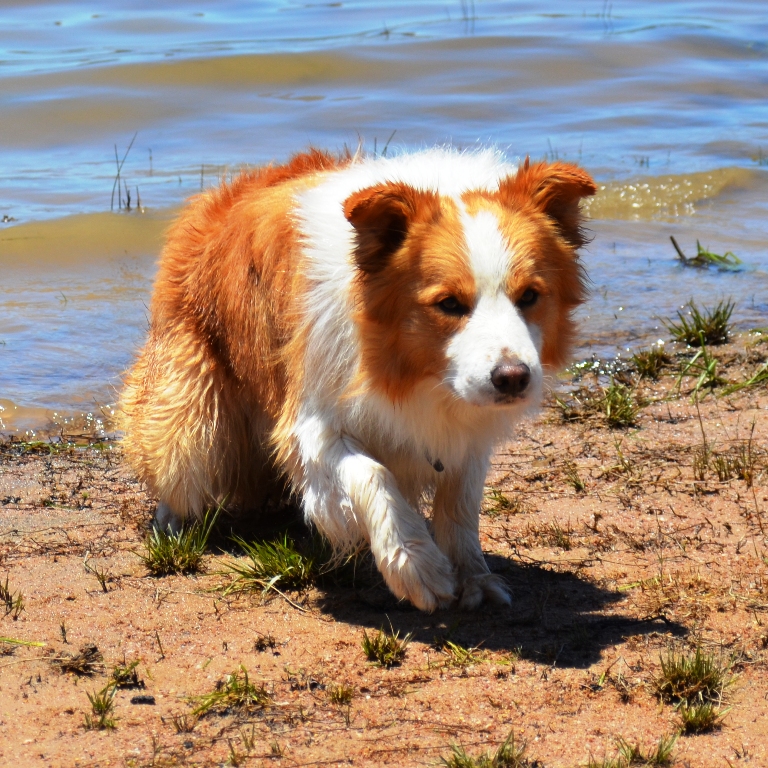 Orange store border collie