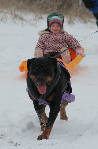 Noel pulling Eva on a sled, December 2012
