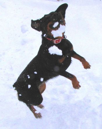 Noel loves to play in the snow!
