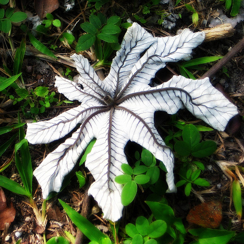 Yaxhá Leaflitter by Hugh Fox