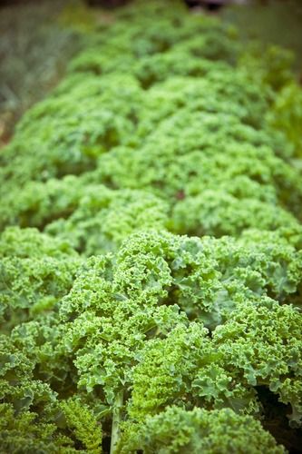 Kale. It never stops growing!
