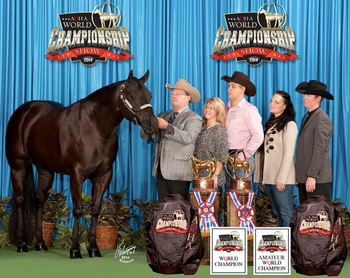 Upgrade To Escalade World Champion Open And Amateur Performance Halter Gelding
