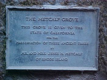 The Metcalf Grove
