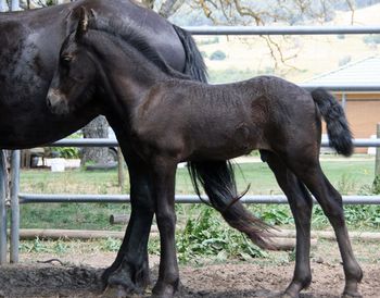Ietsje from MCM Eitsje X Nanneke van Berkley Black Friesian colt, hopefully to be my next stallion.
