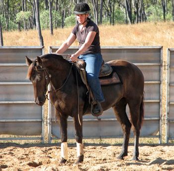 MCM Izaac 2006 Friesian X gelding. (Colonel Wicked X Yldau) Kim is very happy with Izaac, here they are 1st ride, and enjoying it. You go girl. Unfortunately Izaac was bitten by a snake and died Sept 2010, Kim is devastated. Izaac was in QLD.
