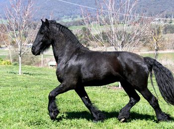 Eitsje (2001- 2011) Pure Bred Friesian Stallion. An opportunity came our way in July 2007 to purchase this fellow, we couldn't resist. Eitsje is an amazing package with a fantastic temperament he has beautiful light self carriage. Not to mention that he is easy to handle, and a joy to be around. We have foals on the ground by him, and are very impressed with their quality and trainability. He is crossing extremely well with our Morgan mares. Our precious boy Eitsje passed away on New Years Day 2011. He is missed each and every day, RIP Eitsje. more........
