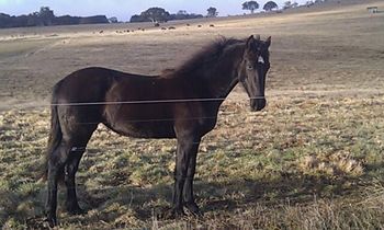 MCM Rose Noir (2013) Moriesian filly. Ietsje from MCM X Mt Tawonga Minty.  Rose now lives with MCM Valia in the Canberra area.

