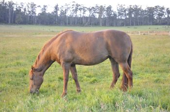 MCM Matilda (2010) Chestnut pure bred filly out of MCM Morgana Beau. more........
