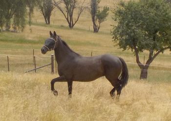 The Carrock Xylona Friesian x broodmare, now lives in mid NSW with Jenny & John.
