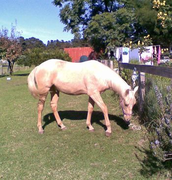 MCM Icon 2009 Part Morgan gelding. (Red Bluff Mesmeric X Wyben Hidden Secret) "Icon loves to help - Rene was doing work in his paddock and Icon had to check it all out - and steal things and run around with them - like a bundle of electric tape". Bronwyn, June 2011. Icon lives in NSW.
