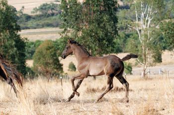 MCM Xyleena (2012) Black Moriesian filly out of The Carrock Xylona. more.........
