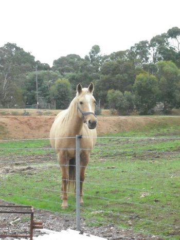 MCM Erica (2007). Red Bluff Mesmeric X Wyben Hidden Secret. Palomino Part Bred Morgan filly. Sold November 2009 to Julie in WA.
