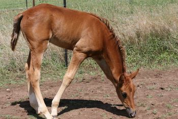 MCM Cedric Red Bluff Mesmeric X Mountain Crk Morgana Beau. Chestnut Pure Bred Morgan colt, half brother to MCM Rozanna, & MCM Mr Squigglz. more........
