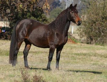 MCM Roxanne 2002 Morgan Mare. (Karenza Apollo X Mt Tawonga Anna) Joanne is very happy with Roxy, and she has settled in well at Haymeron Park Morgans. Roxy lives in Victoria.
