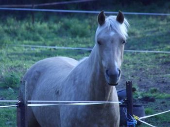 CM Impression (2010) Red Bluff Mesmeric X Wyben Hidden Secret. Palomino Part Morgan filly.
Impression lives in NSW with Dianne.

