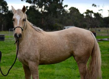 MCM Celestial (2012) Morgan filly. MEMC Tequila Cuervo X Mt Tawonga Linda.  Celestial lives in Melbourne with Louise Barnes & Mt Tawonga Rajah. xx  Louise plans to use Celestial for her future performance horse.
