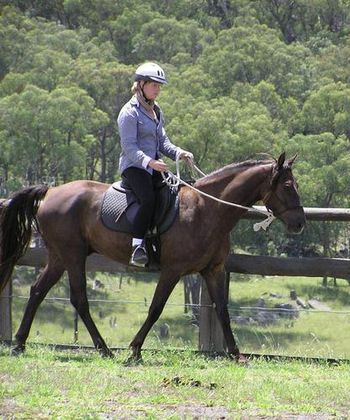 MCM Qwaid 2008 Morgan Gelding (Mt Tawonga Howqua X Mt Tawonga Keep). Jackie and Qwaid are having heaps of fun, Q took a bit of time to settle in, but all is ok. Qwaid has been started under saddle by Mel Fleming, here Jackie is having her first ride. Qwaid lives in NSW.
