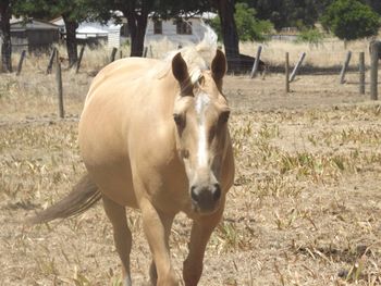 MCM Erica (2007) Palomino part bred morgan filly out of Wyben Hidden Secret. more........
