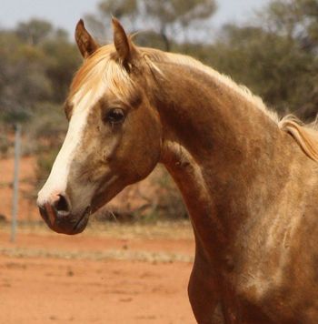 MCM Cartier (2016) MEMC Tequila Cuervo X MCM Helena. Palomino stallion, now residing at Challa Station in WA. He has commenced duties as a stallion, first progeny on the ground in 2019
