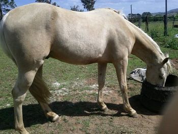 MCM Idol 2008 Part Morgan gelding. (Red Bluff Mesmeric X Wyben Hidden Secret) "Can't get his head out of the feed bin" Kerry, 2011. Idol lives in NSW.
