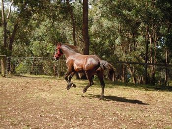 MCM Beert 2009 Friesian X gelding. (The Wizzard X The Carrock Berrigan). Just off the float and checking out his new home in Wattle Glen. Vic.
