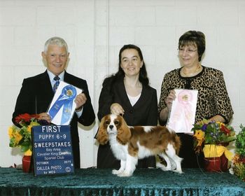 Age 8.5 months, BACKCSC Specialty sweeps and regular class 1st place wins under Linda Kornhi (Quailrun, USA) and Len Reppond
