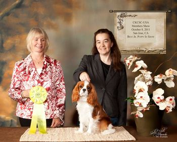 Age 8 months, Members Club Show . Best Junior Puppy in Show under Robbi Jones (Rutherford, USA)
