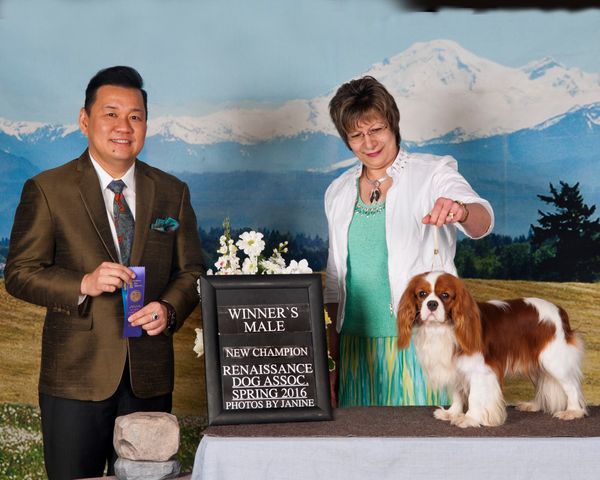Mackie and Erin's son "Eli " AKC and Canadian Champion Del Sol One More Look at Quail Run . Always expertly shown by owner Linda Kornhi. I am so proud of this boy !  Click the photo to be taken to Quail Run Cavalier's website