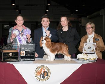 RWD and Best Opposite Puppy , Breeder Judge Tanya Ireland

