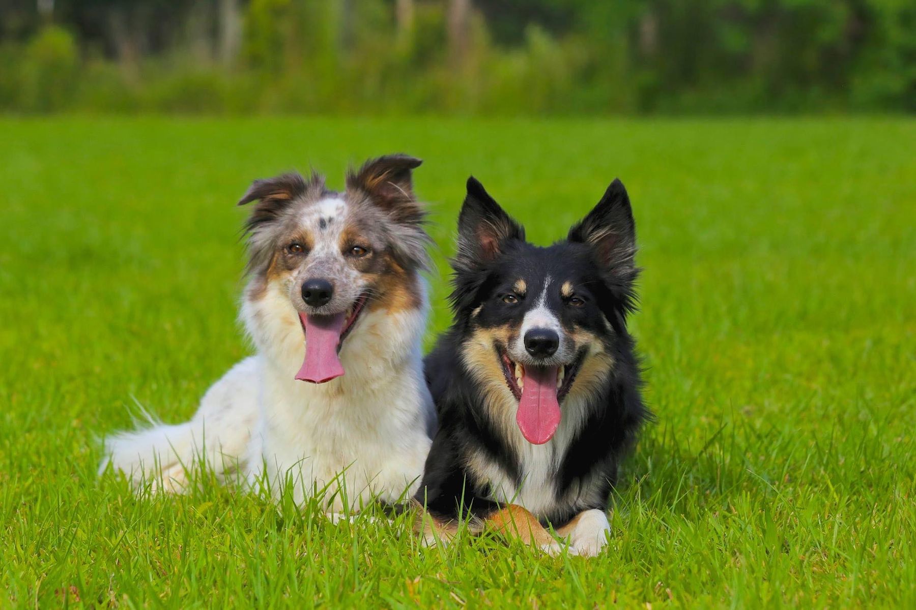 Orion Border Collies - Breeding plans