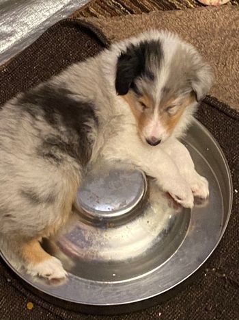 The food bowl makes the best bed!
