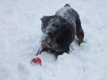 Our little snow angel Raven, having a blast in the snow!
