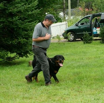 Schutzhund training - obedience
