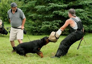 Schutzhund training - protection. Come on big boy - pull
