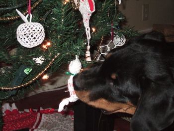 Duh, mom, it's a C A T, where's the DOG ornaments!
