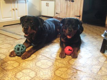 My two ball crazy dogs (we won't say this too loud, but the red ball used to be Baron's, shhh..)
