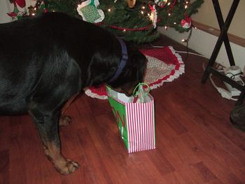 Rogue checking out the gift from sis Stella and family
