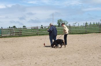 Jade, I and the evaluator, Heather Forbes, at the herding instinct test. Jade is more interested in sheep poo...sigh...

