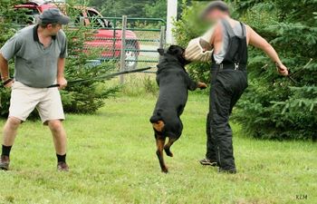 Schutzhund training - protection
