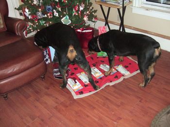 Baron and Carley checking out the gifts under the tree
