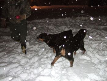 Baron and Carley playing with John in the snow
