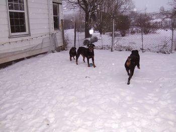 Boxing Day - how the weather has changed. Rogue playing with Carley and Baron.
